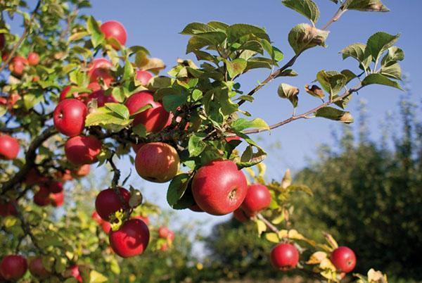 pommier issu d'un semis enraciné