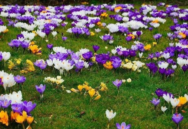 crocus en croissance