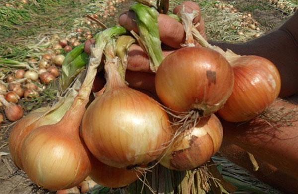 cebollas grandes en casas de verano