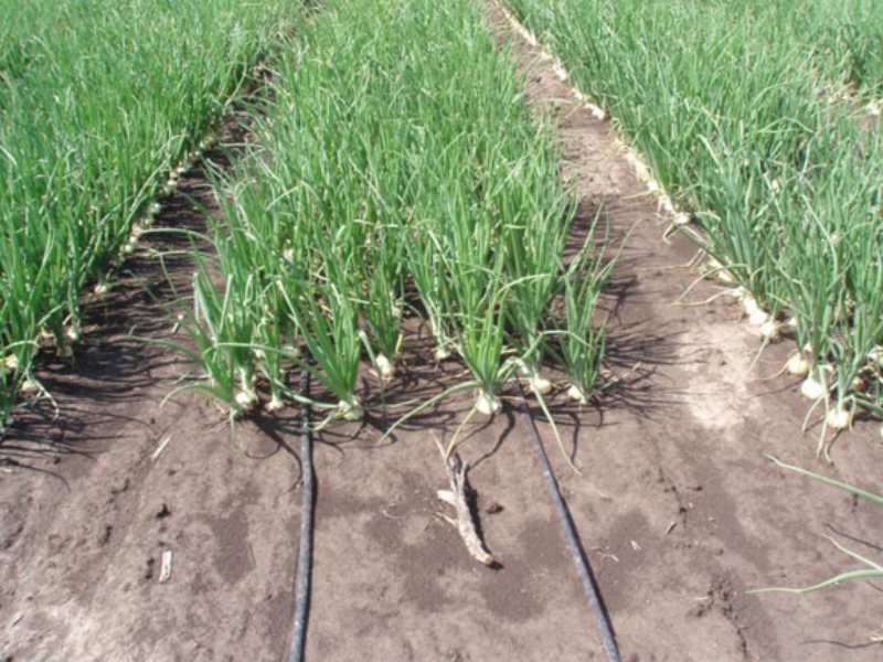 plan de plantation d'oignons pour l'irrigation goutte à goutte