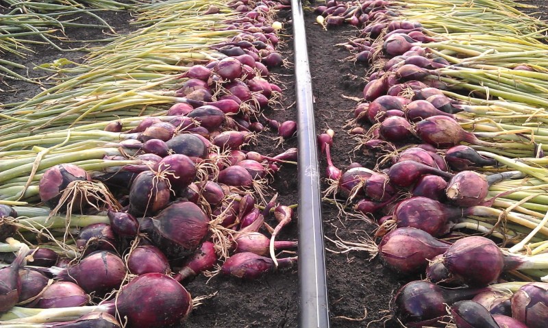 récolte d'oignons sur irrigation goutte à goutte