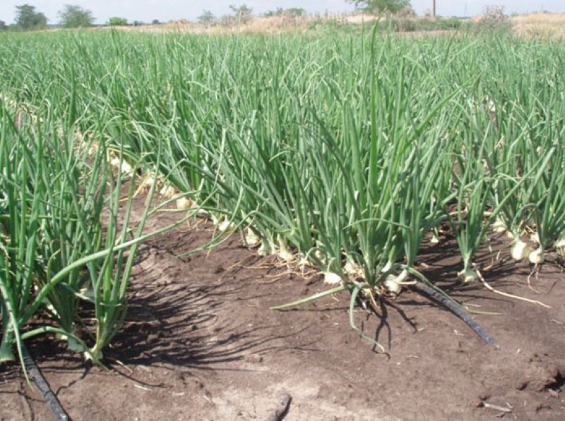 culture de l'oignon sur irrigation goutte à goutte