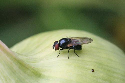 mosca de la cebolla