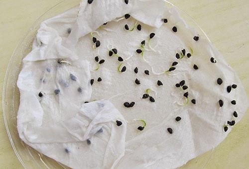 semillas de puerro germinadas