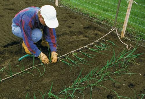 planter des poireaux en pleine terre