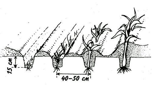 poireaux de la plantation à la récolte