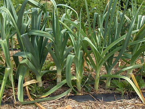 puerro en el campo