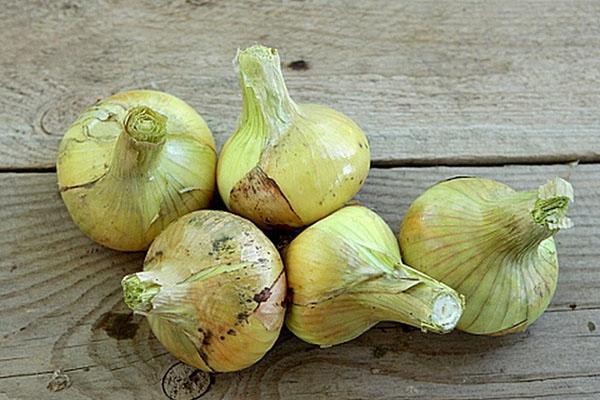 cebolla