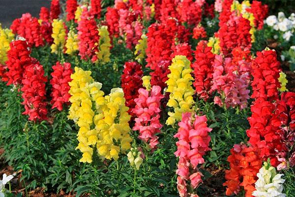 prendre soin du muflier dans le parterre de fleurs