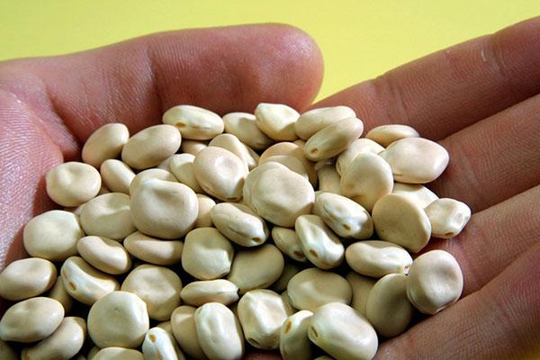 semillas de lupino