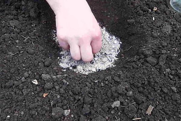 preparación del suelo para la siembra de altramuces