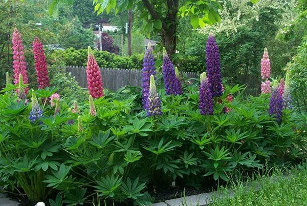 faire pousser du lupin dans le jardin