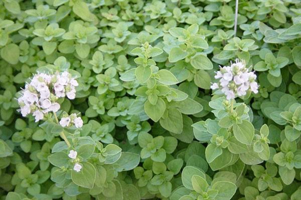 fleurs de marjolaine