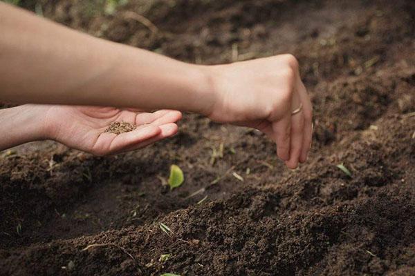 nous semons de la marjolaine dans le jardin