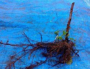 En la foto, el sistema de raíces de las frambuesas.