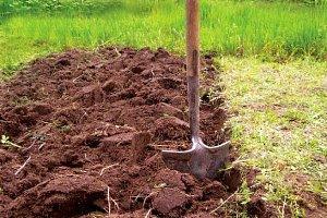 cavando tierra en busca de frambuesas