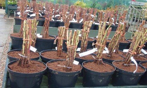 Semis de framboises en pots