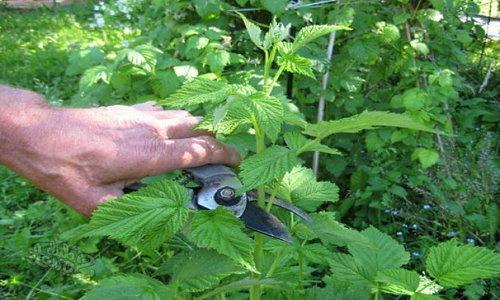 Tailler les framboises selon la méthode Sobolev