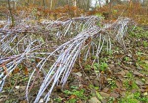 liga de frambuesa para el invierno