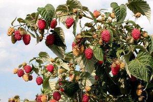 arbusto cultivado en el campo