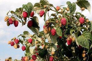 buisson cultivé dans le pays