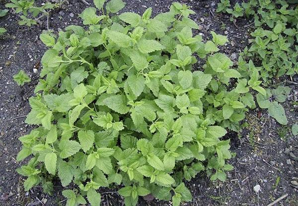 prendre soin de melissa dans le jardin