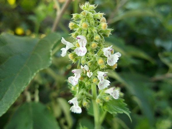 fleurs de mélisse