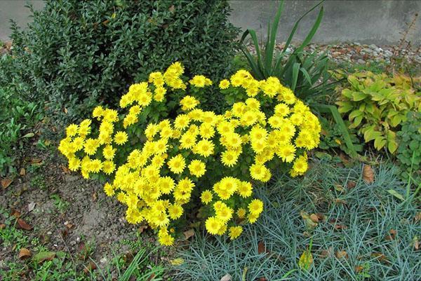 chrysanthème à petites fleurs