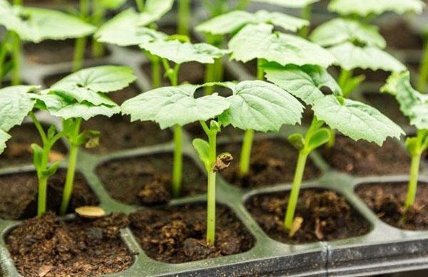 il est temps de transplanter en pleine terre