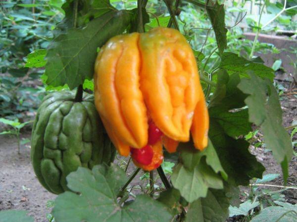 Momordica creciente en el jardín