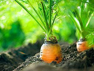 Cama de zanahorias bien arreglada