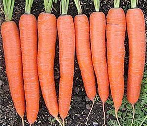 Zanahorias grandes