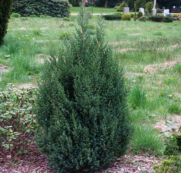 plantation unique de genévrier strict