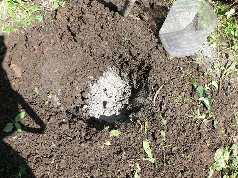 transplanter nemesia en pleine terre