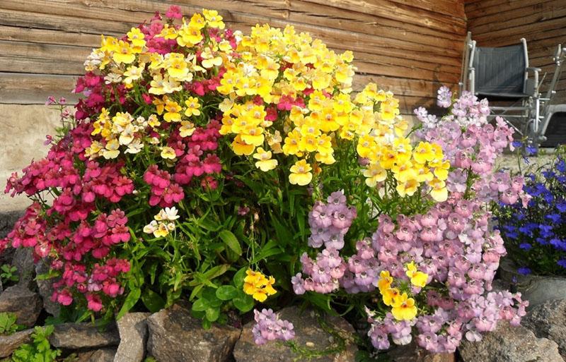 faire pousser du nemesia à partir de graines dans le jardin