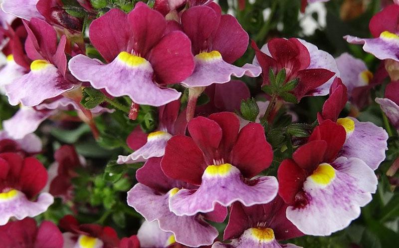 forme étonnante de fleurs de nemesia