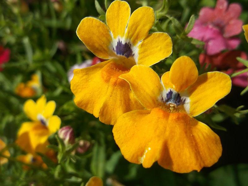 floraison lumineuse de nemesia