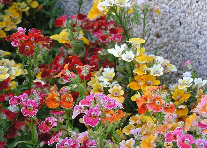 nemesia de différentes variétés en plein champ