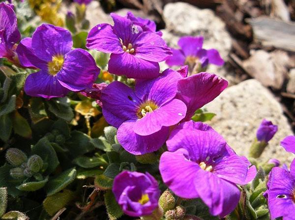 Aubrieta en un tobogán alpino