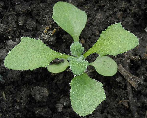 plántulas de aubriet