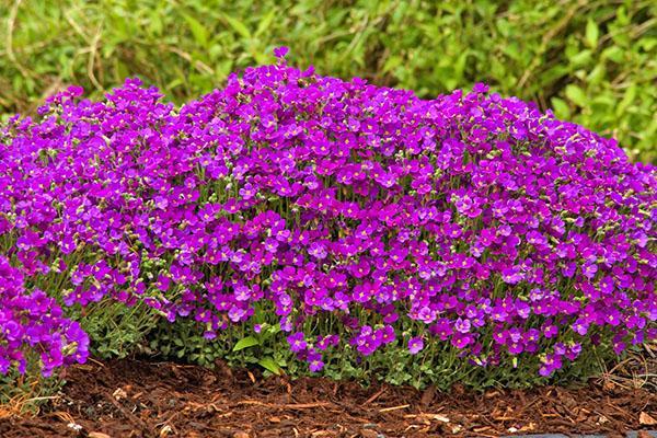 aubriet en el campo abierto