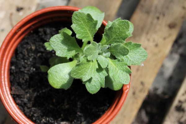 Aubriet en una olla