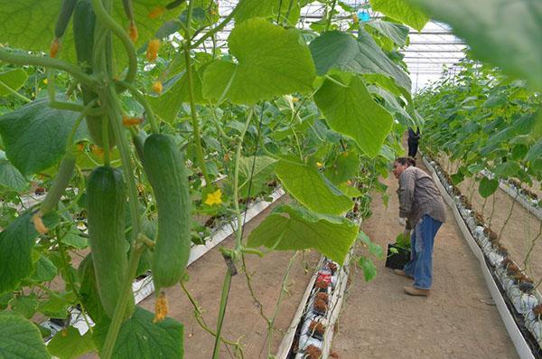 cultivo exitoso de pepinos en hidroponía