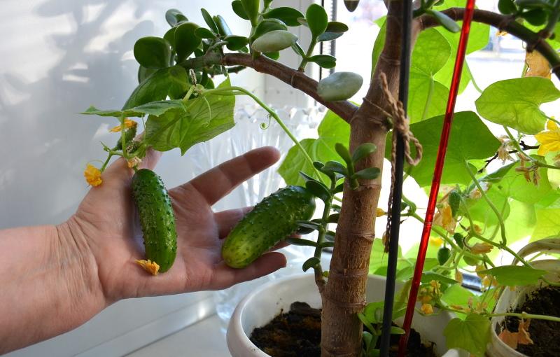 variedades para cultivar en el alféizar de la ventana