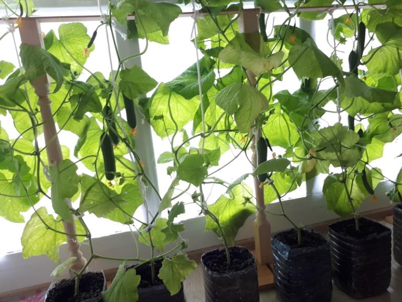 cómo cuidar los pepinos en el alféizar de la ventana