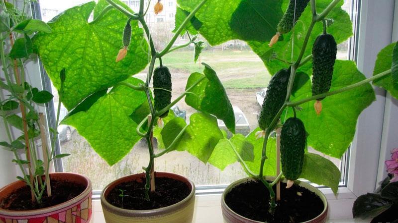 cultivo de pepinos en el alféizar de la ventana en invierno
