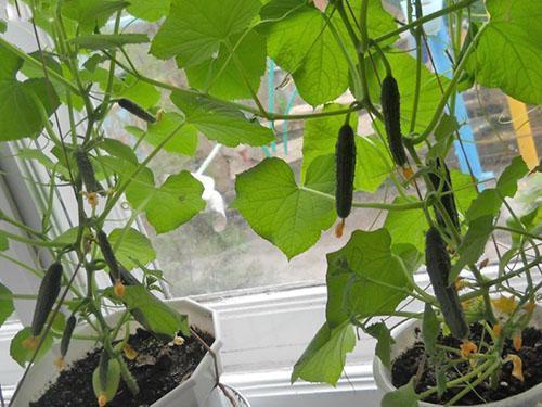 pepinos en el alféizar de la ventana