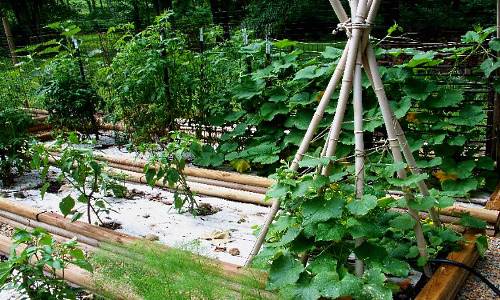 faire pousser des concombres sur un treillis en forme de hutte - photo