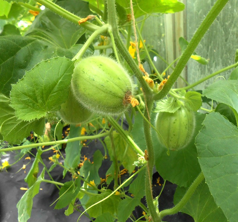 fruits au goût de concombre et melon