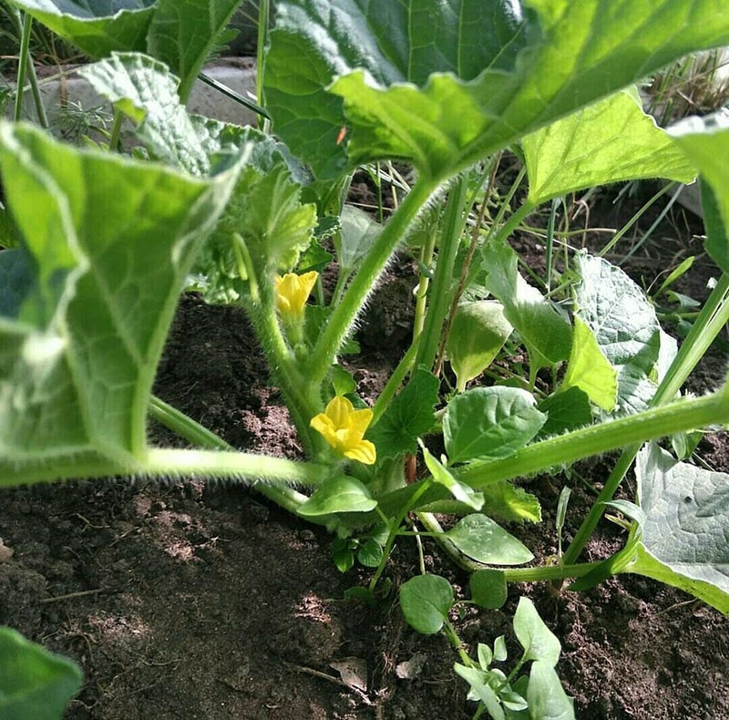 características del cultivo de pepinos